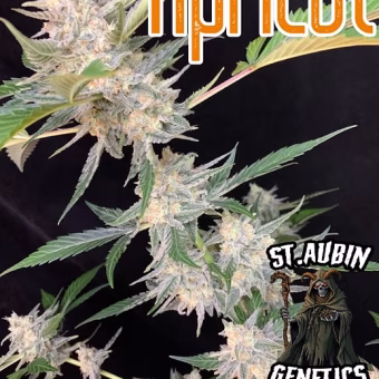 Apricot - autofem x12