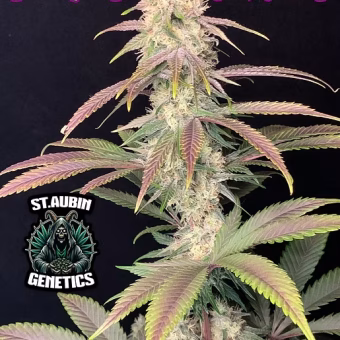 DEAD FRED - Feminized x12