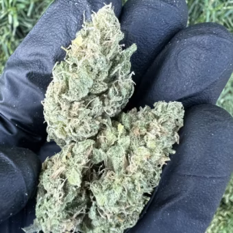 Gasquatch OG Fem Auto